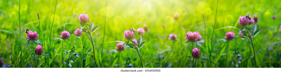 Wild pink clover in green grass field. Clover flowers field in sunset.