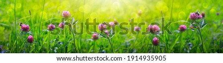 Wild pink clover in green grass field. Clover flowers field in sunset.