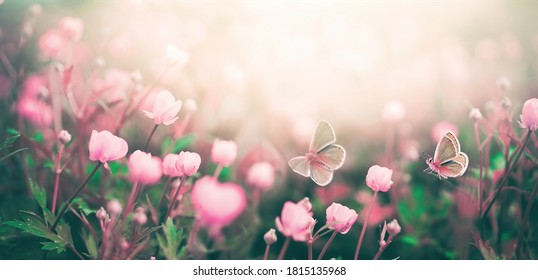 Wild Pink Flowers Bathed In Sunlight In Field And Two Fluttering Butterfly On Nature Outdoors, Soft Selective Focus, Close-up Macro. Magic Artistic Image.