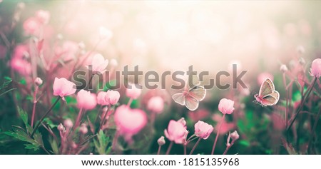 Wild pink flowers bathed in sunlight in field and two fluttering butterfly on nature outdoors, soft selective focus, close-up macro. Magic artistic image.