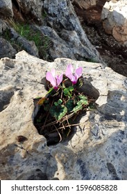 Wild Pink And Purple Cyclamen Persicum Flowers. Resilience Concept. Flowers Growing In Between Rocks