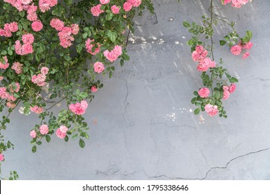 薔薇 つた の画像 写真素材 ベクター画像 Shutterstock