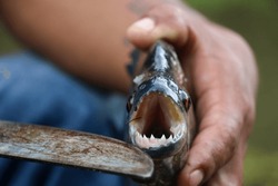 Wild Piranha Close Up. Piranha Holding In The Hand With Visible Huge And Sharp Teeth.