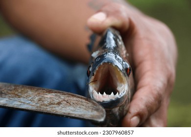 Wild piranha close up. Piranha holding in the hand with visible huge and sharp teeth.