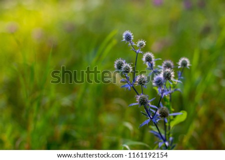 wild plant flower grass wildgrass background green blue 