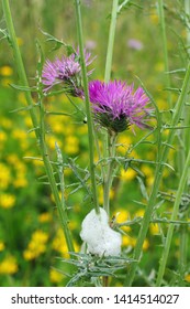 The Wild Plant Galactites Tomentosa, The Purple Milk Thistle, With Cuckoo Spit