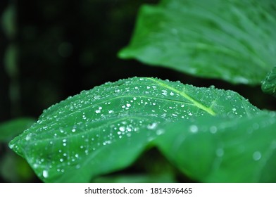 Wild Plant With Oily Leaf And Rain Drops