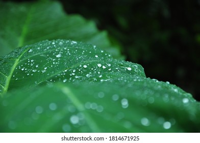 Wild Plant With Oily Leaf And Rain Drops