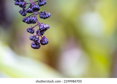 Wild Plant Phytolacca Americana, Note Shallow Depth Of Field. American Pokeweed, Pokeweed, Poke Sallet, Dragonberries A Herbal Plant And Source Of Food For Birds Selective Focus