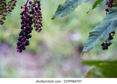 Wild Plant Phytolacca Americana, Note Shallow Depth Of Field. American Pokeweed, Pokeweed, Poke Sallet, Dragonberries A Herbal Plant And Source Of Food For Birds Selective Focus