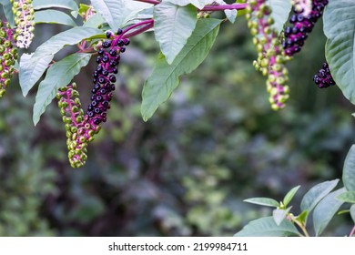 Wild Plant Phytolacca Americana, Note Shallow Depth Of Field. American Pokeweed, Pokeweed, Poke Sallet, Dragonberries A Herbal Plant And Source Of Food For Birds Selective Focus