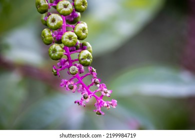 Wild Plant Phytolacca Americana, Note Shallow Depth Of Field. American Pokeweed, Pokeweed, Poke Sallet, Dragonberries A Herbal Plant And Source Of Food For Birds Selective Focus