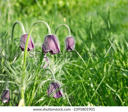 Wild plant Pulsatilla montana. Purple flowers in green grass. Buttercup plant close up. Wild plant in spring.