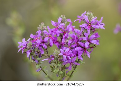 Wild Plant Of Purple Wildflowers, Lythrum Virgatum, Saffron, In The Spontaneous Vegetation Of A Natural Biotope. Summer Flowering.