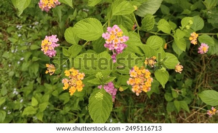 Similar – Image, Stock Photo Plant whose name I do not yet know