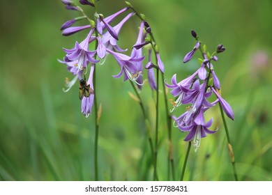 Wild Plantain Lily And Bee