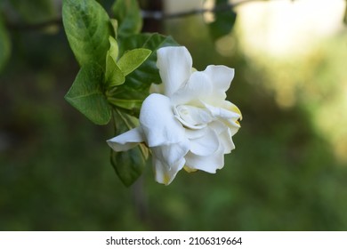 Wild Plants Cape Jasmine Flower