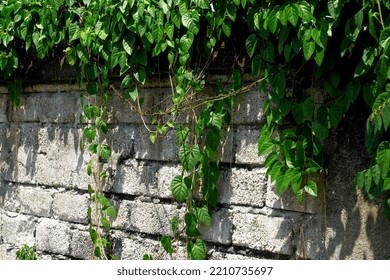 69,890 Plants Creeping Images, Stock Photos & Vectors | Shutterstock