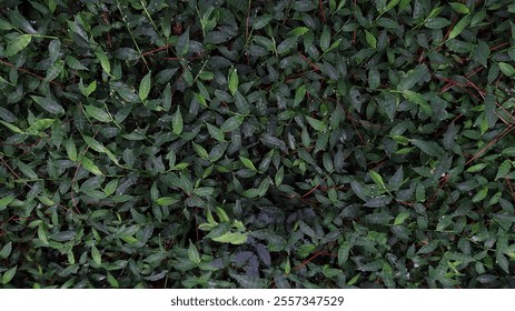 Wild plants in the middle of the forest with thick green leaves, red stems that provide contrast and, ferns add unique texture and variety. - Powered by Shutterstock