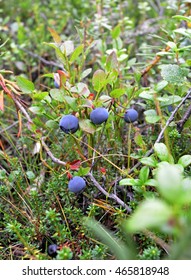Wild plants Scandinavia and Kola Peninsula: Bush of blueberries with ripe purple berries among thickets of wild rosemary marsh, creeping crowberry and dwarf polar birch