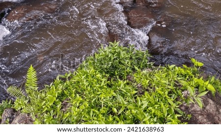 wild plants that grow on the riverbank