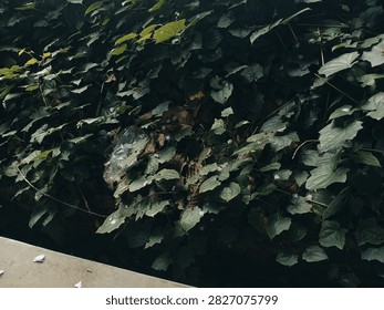 wild plants whose flowers fall very beautifully 