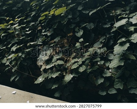 wild plants whose flowers fall very beautifully 
