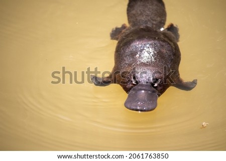 Wild platypus swimming in swamp Yungaburra Queensland