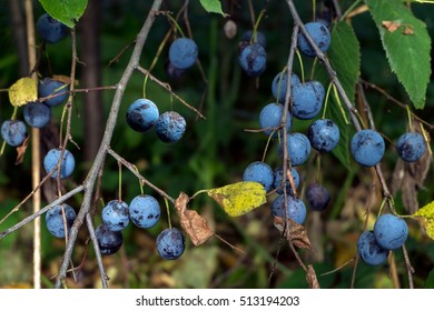 wild plum on a bush branch