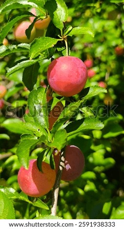 wild plum tree with ripe fruits