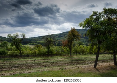 Wild Plums Grows Next To Field In Lukov Village In Czech Central Massive