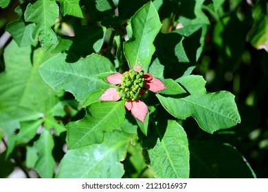 Wild Poinsettia Flower In The Bush