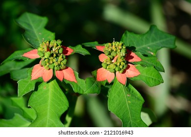 Wild Poinsettia Flower In The Bush