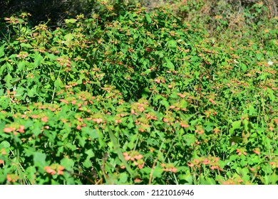 Wild Poinsettia Flower In The Bush