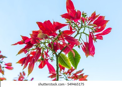 Wild Poinsettia Growing In Cuba