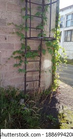 Wild Poison Ivy Vine Climbing Over A Rusty Fire Stairs