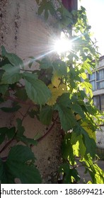 Wild Poison Ivy Vine Climbing Over A Rusty Fire Stairs