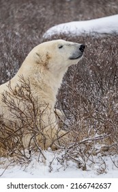 Wild Polar Bear In Churchill, Manitoba, Canada