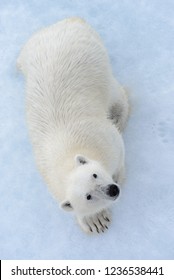Wild Polar Bear On Pack Ice In Arctic Sea View From Top, Aerial View