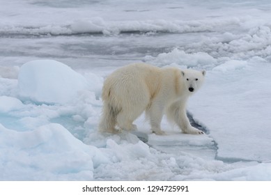 Polar Bear Roaring Animal Nature Snow Winter Arctic Circle Wild Predator Poster