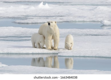 Wild Polar Bear (Ursus Maritimus) Mother And Cub On The Pack Ice