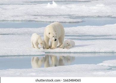 Wild Polar Bear (Ursus Maritimus) Mother And Cub On The Pack Ice