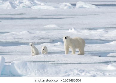 Wild Polar Bear (Ursus Maritimus) Mother And Cub On The Pack Ice