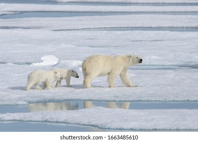 Ours Blanc Et Bebe Ours Blanc Sur Banquise Images Photos Et Images Vectorielles De Stock Shutterstock