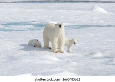 Ours Blanc Et Bebe Ours Blanc Sur Banquise Images Photos Et Images Vectorielles De Stock Shutterstock