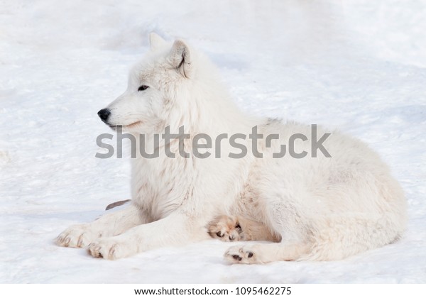 白い雪の上に野生の極性狼が横たわっている 北極のオオカミか白いオオカミ 野生生物の動物 の写真素材 今すぐ編集
