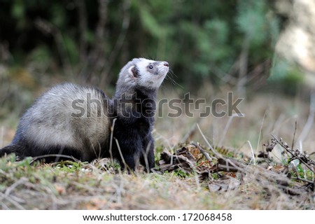 Wild polecat in forest