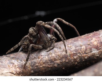 RARE Poltys illepidus A1 d'Indonesie! Insecte araignée Entomologie 
