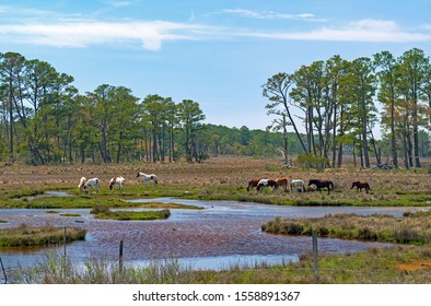 Wild Ponies Feeding in a Wetland in the Chincoteague Wildlife Refuge in Virginia