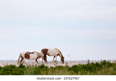 Wild Ponies, horses, of Assateague Island, Maryland, USA. These animals are also known as Assateague Horse or Chincoteague Ponies.